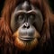 Sad face of the Bornean orangutan