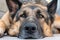 Sad face young adult German shepherd sheepdog sitting down close up head looking into the camera