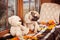 Sad fawn puppy pug looking at leaves on windowsill