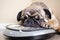 sad French bulldog on weight scale. Generative AI