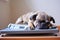 sad French bulldog on weight scale. Generative AI