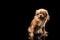 Sad, frightened Chihuahua sits on a dark background