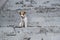 Sad frightened lost dog jack russell terrier sitting on the stairs alone outdoors