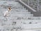 Sad frightened lost dog jack russell terrier sitting on the stairs alone outdoors