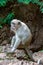 Sad furry Monkey asking for food, Thailand