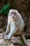 Sad furry Monkey asking for food, Thailand