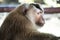 Sad furry Monkey asking for food, Thailand