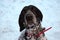 Sad german pointer dog outdoor portrait walking in snow