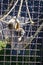 Sad gibbon sits looking into the distance on a rope in a cage at the zoo