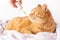 Sad ginger cat is sniffing a dropper with CBD oil or medicinal hemp