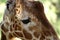 Sad giraffe`s eye close-up.