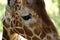 Sad giraffe`s eye close-up.