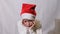 A sad girl in a Santa hat and a white sweater holds her hands to her face, dissatisfied facial expressions. The child is