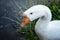 Sad goose by the lake. Dramatic scene