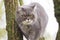 sad gray british cat with yellow eyes, favorite pet climbs trees