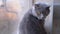 Sad Gray British Home Cat Sits on Windowsill about Window. Close-Up. Slow-motion