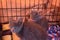Sad Grey Rescue Kitten in Kennel