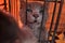 Sad Grey Rescue Kitten in Kennel
