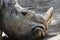 Sad grey rhino head portrait resting on the ground