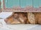 A sad guard dog on a chain peeks out from under the entrance gate. Serious house guard.