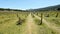 Sad hill cementery, a location of one of the scenes from the movie The Good, the Ugly and the Bad. Burgos province