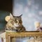 Sad homeless alone cat with a frightened look, lying on cage in a shelter waiting waiting for a home, for someone to