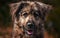 Sad homeless dog face sitting on the street with blurred background