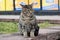 Sad homeless gray striped cat closeup portrait