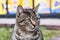 Sad homeless gray striped cat closeup portrait