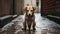 Sad homeless wet dog sitting on the street during the rain