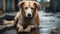 Sad homeless wet dog sitting on the street during the rain