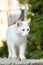 Sad homeless white cat on the street of the old city on a summer day. The concept of taming, pity, caring for abandoned