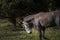 Sad horse. Grey horse goes in the field at summer day. Equine graze beside the forest and mountains. Sad nag stands on the