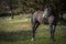 Sad horse. Grey horse goes in the field at summer day. Equine graze beside the forest and mountains. Sad nag stands on the