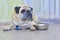 Sad, hungry pug dog lies on the floor next to his plate. Concept: a hungry dog, a feeling of hunger