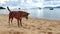 Sad and hungry stray street dog on the beach Thailand