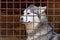 Sad husky dog locked in a cage