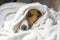 Sad jack russell terrier basking under a white blanket, dog`s nose,, comfort, horizontal