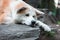 Sad Japanese dog Akita inu waiting for owner outdoors