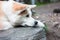Sad Japanese dog Akita inu waiting for owner outdoors
