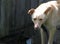 Sad and kind yellow guard dog on the chain at farm yard