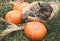 Sad kitten and autumn. Fluffy kitten and pumpkin.