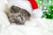 Sad kitten portrait in Christmas Santa hat. Cute gray kitten in white plaid. Newborn kitten Baby cat Kid domestic animal. Home pet