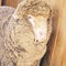 Sad kulunda breeding sheep. Meat and fur farm production. Animal head. Closeup portrait staring