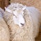 Sad kulunda breeding sheep. Meat and fur farm production. Animal head. Closeup portrait staring