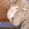 Sad kulunda breeding sheep. Meat and fur farm production. Animal head. Closeup portrait staring