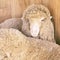 Sad kulunda breeding sheep. Muzzle sharing. Meat and fur farm production. Animal head. Closeup portrait staring