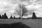 A sad landscape with a dried tree in a center of meadow monochromatic