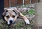 Sad light brown dog behind fence