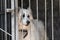 A sad, light-colored Central Asian Shepherd dog with miserable eyes stands behind bars in a cage or aviary in a dog shelter or